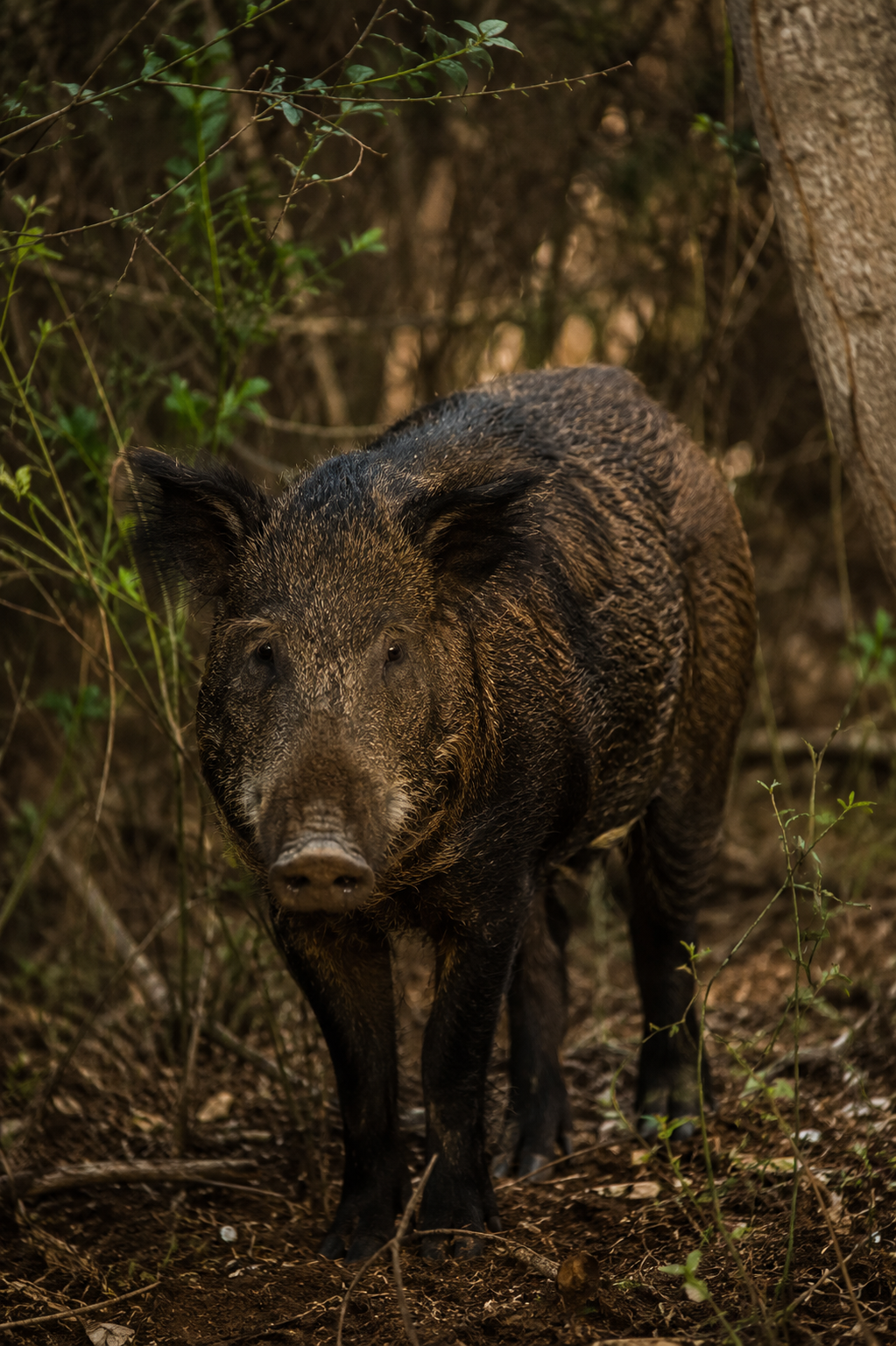 Wild boar roaming freely in the bush hunting territory of New Caledonia.
