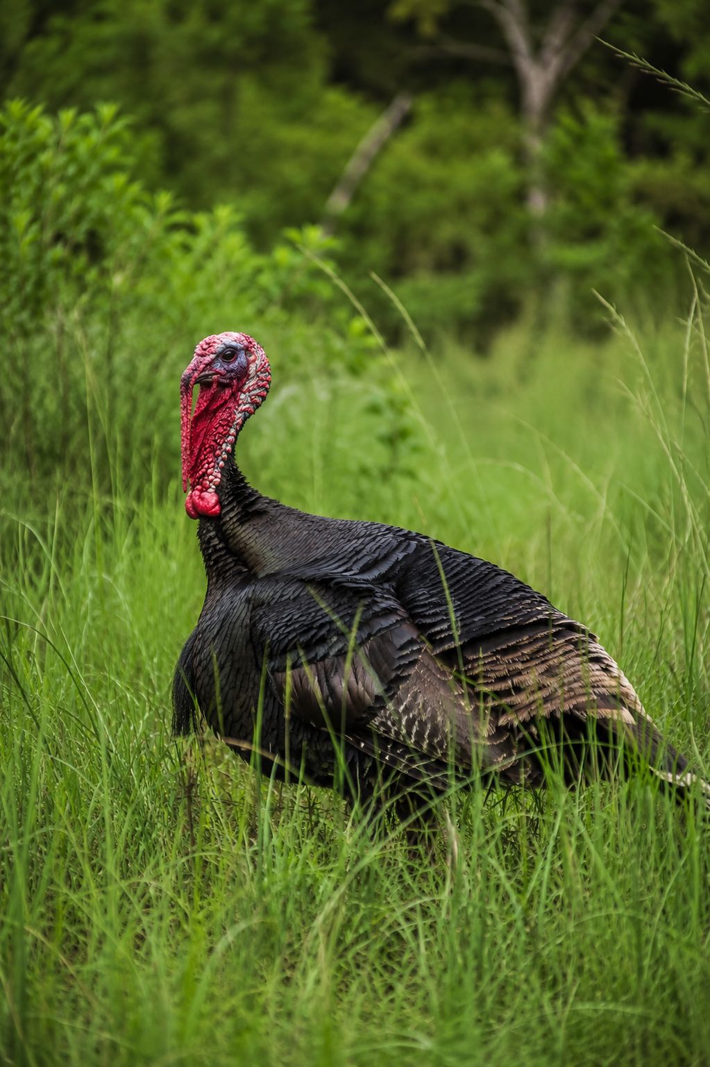 Dark-feathered wild turkey standing in tall grass in New Caledonia