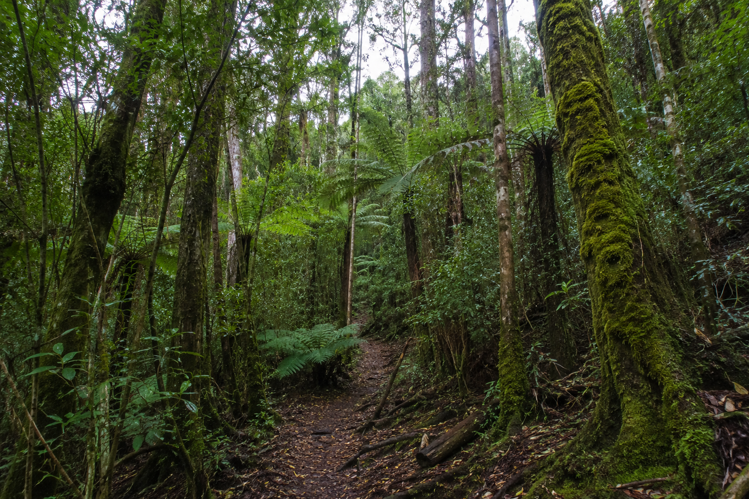 Trail through a New Caledonian rainforest with moss-covered trees and tree ferns